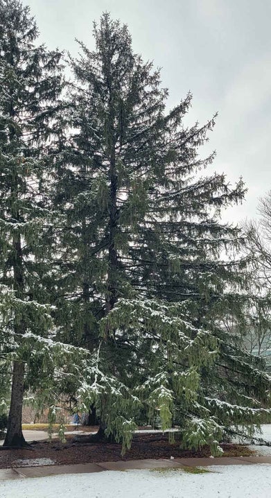 Norway Spruce winter