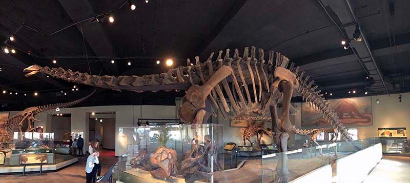 The Field Museum’s Apatosaurus excelsus mount, recently demoted and described as “an intermediate diplodocoid, possibly apatosaurine or diplodocine" (fieldmuseum.org)