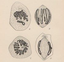 Mitosis, text diagram in The Cell in Development and Inheritance, by Edmund Beecher Wilson, p. 80, 1896 (Linda Hall Library)