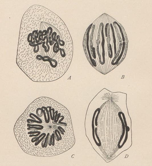 Mitosis, text diagram in The Cell in Development and Inheritance, by Edmund Beecher Wilson, p. 80, 1896 (Linda Hall Library)