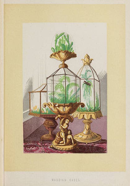 Three Wardian cases, from J. R. Mollison, The New Practical Window Gardener, 1877 (Linda Hall Library)