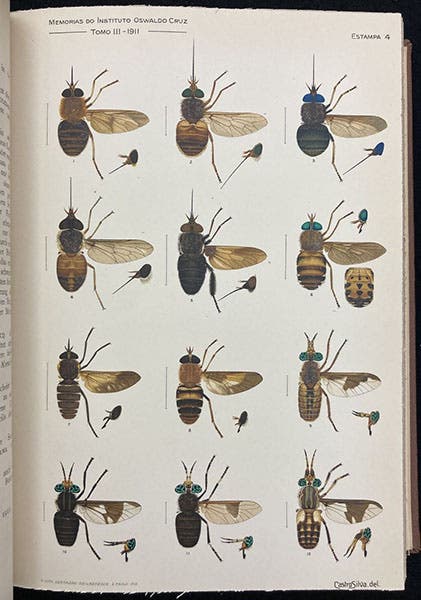 Various flies in the genera Chrysops and Esenbeckia, painting by Manuel de Castro Silva, Memorias do Instituto Oswaldo Cruz, vol. 3, plate 4, 1909 (Linda Hall Library)