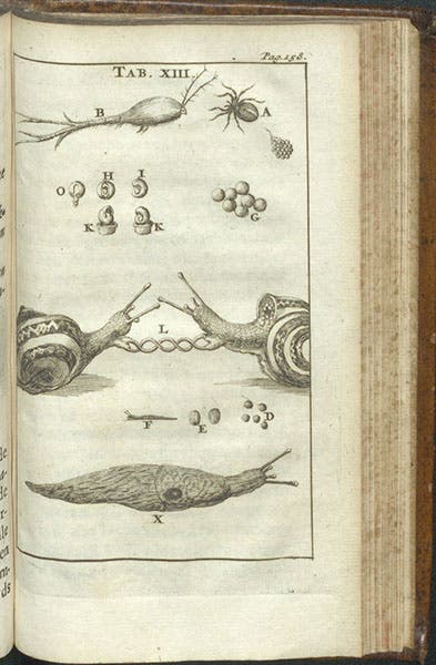 Snails copulating, with a copepod at top left, engraving in Schou-burg der rupsen, wormen, máden, en vliegende dierkens, Stephan Blankaart, plate 13, 1688 (Linda Hall Library)