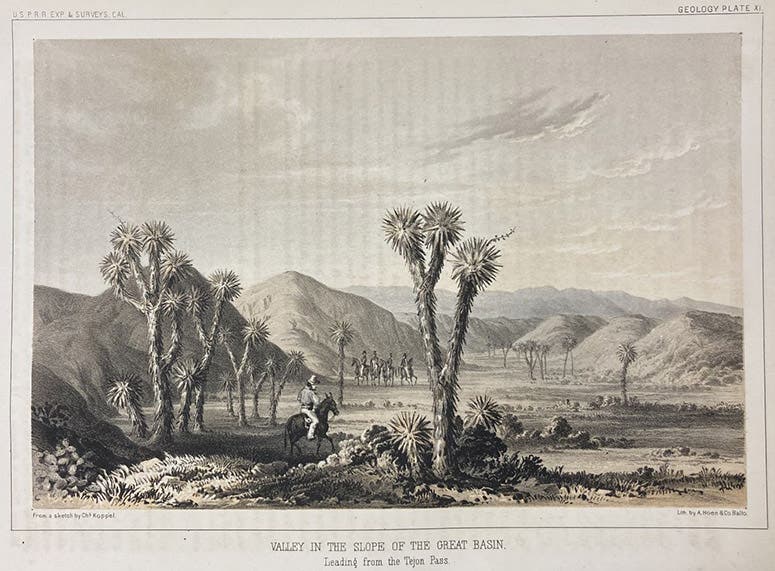 Cacti in a valley on the slope of the Great Basin, chromolithograph after a sketch by Charles Koppel, in Report of Explorations in California for Railroad Routes, by Robert S. Williamson (Pacific Railroad Reports, vol. 5), plate 11, p. 215, 1855 (Linda Hall Library)