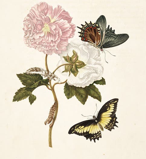 Heraclides butterfly on a hibiscus, hand-colored engraving in Metamorphosis insectorum surinamensium, by Maria Merian, plate 31, slightly cropped, 1705 (Linda Hall Library)