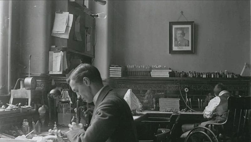 Alexander Fleming at the microscope in his lab at St. Mary’s Hospital, London, photograph, 1909, unknown source (timeout.com)