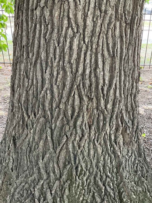 Shingle Oak bark