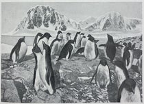 Penguins in a rookery off the west coast of the Antarctic Peninsula, hand-painted photograph, in Expédition antarctique française (1903-1905), by Jean-Baptiste Charcot, vol. 10, 1906-09 (Linda Hall Library)