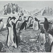 Penguins in a rookery off the west coast of the Antarctic Peninsula, hand-painted photograph, in Expédition antarctique française (1903-1905), by Jean-Baptiste Charcot, vol. 10, 1906-09 (Linda Hall Library)