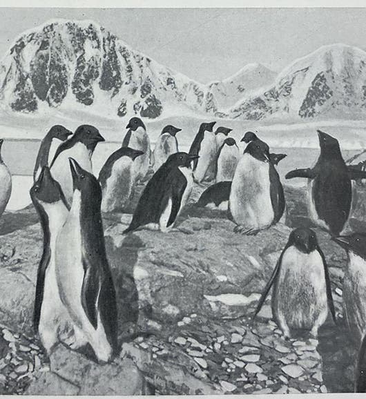 Penguins in a rookery off the west coast of the Antarctic Peninsula, hand-painted photograph, in Expédition antarctique française (1903-1905), by Jean-Baptiste Charcot, vol. 10, 1906-09 (Linda Hall Library)