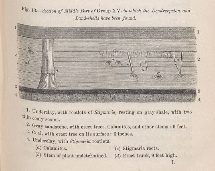 A section of the Joggins Formation in Nova Scotia, showing one upright petrified tree and fragments of others, detail of wood engraving in Acadian Geology, by John William Dawson, 1855.