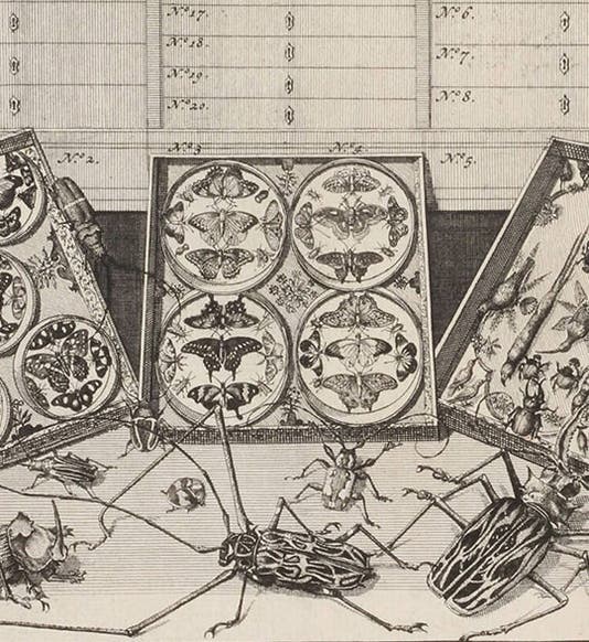Butterlies and beetles, detail of the lower half of the engraved plate of cabinet 1, from Levinus Vincent, <i>Elenchus</i>, 1719 (Linda Hall Library)
