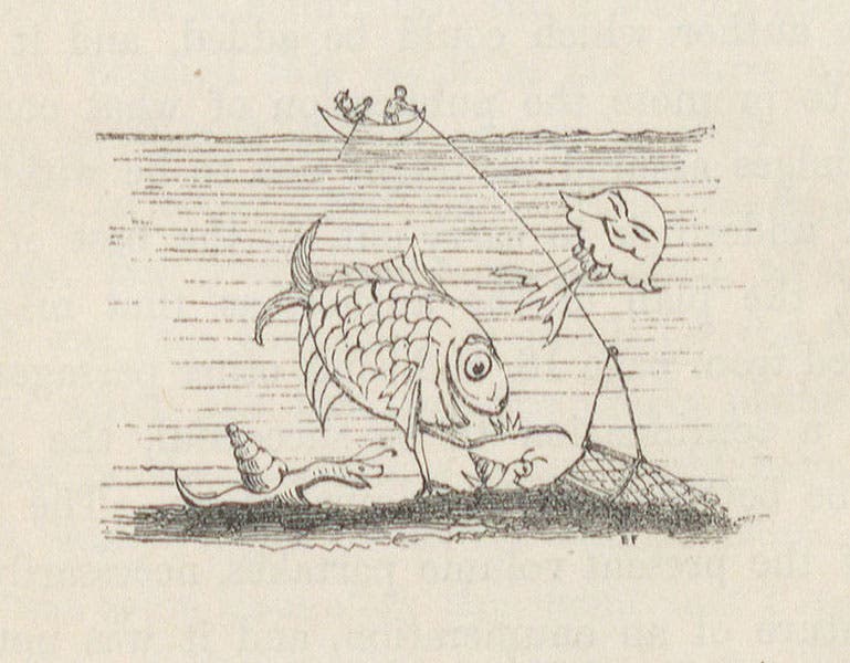 Dredge cartoon, by Edward Forbes, wood-engraved tailpiece to preface of his The Natural History of the European Seas, 1859(Linda Hall Library)