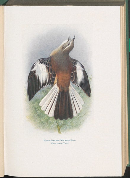 White-banded mockingbird, painting by Henrick Grønvold, in William Henry Hudson, The Birds of La Plata, vol. 1, 1920 (Linda Hall Library)