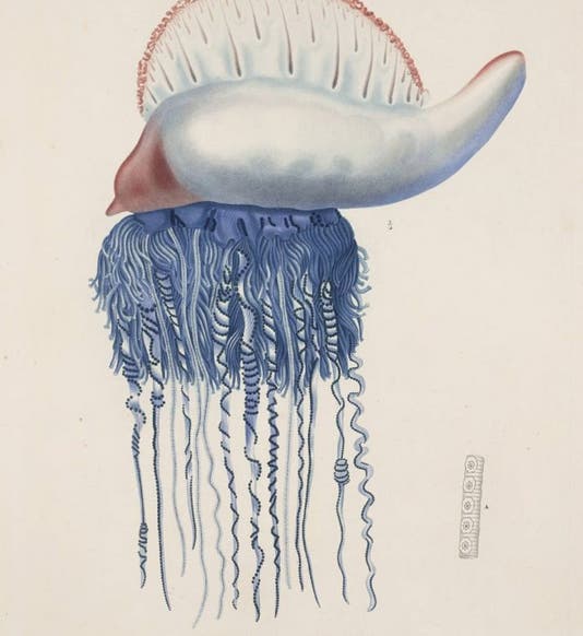 Portuguese man o’ war, hand-colored engraving after drawing by René Lesson, in Louis Duperrey, Voyage autour du monde, 1825-30 (Linda Hall Library)