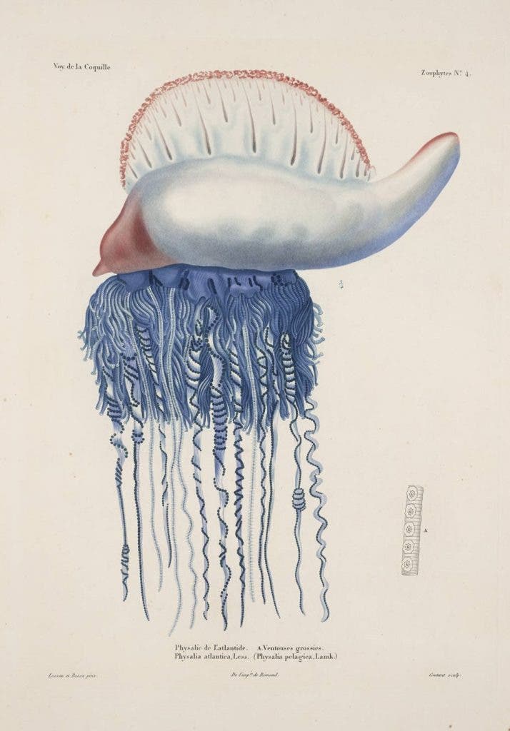 Portuguese man o’ war, hand-colored engraving after drawing by René Lesson, in Louis Duperrey, Voyage autour du monde, 1825-30 (Linda Hall Library)