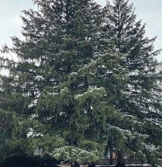 Norway Spruce winter