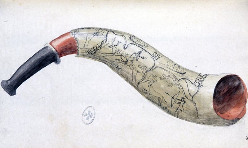 Powder horn from Florida in the Leverian Museum, watercolor by Sarah Stone, 1780s (Australian Museum)