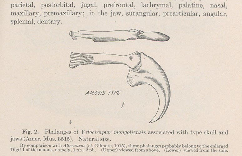 The formidable claw of Velociraptor, discovered by Peter Kaisen in 1923, drawing in a paper by Henry F. Osborn in American Museum Novitates, no. 144, 1924 (Linda Hall Library)