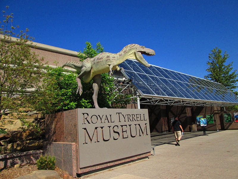 Entry to Royall Tyrrell Museum, with Albertosaurus on guard (Stephen Rees on Flickr)