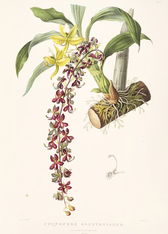 Cycnoches egertonianum, lithograph after painting by Sarah Anne Drake, from James Bateman, Orchidaceae of Mexico and Guatemala, 1845 (botanicus.org)