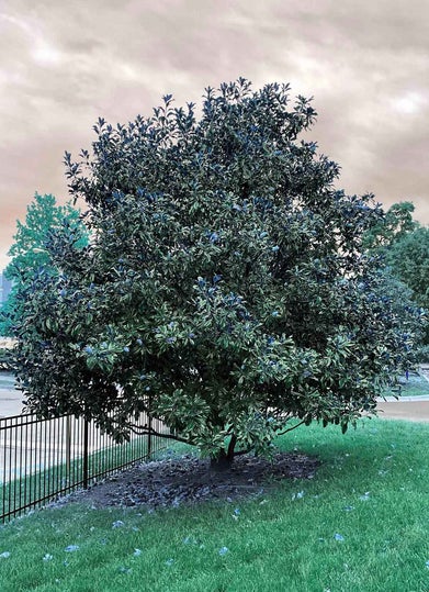 Southern Magnolia summer