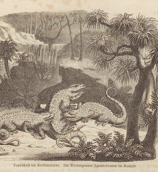 Battling Iguanodons, wood-engraved headpiece, Karl Cäsar von Leonhard, Das Buch der Geologie, vol. 2, 1855 (Linda Hall Library)