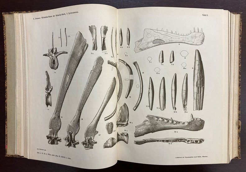 Spinosaurus jaw, teeth, and dorsal spines, from paper by Ernst Stromer in Abhandlungen der Königlichen Bayerischen Akademie der Wissenschaften, vol. 28, 1915 (Linda Hall Library)