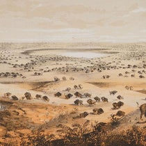 “Herd of Bison near Lake Jessie,” detail of tinted lithograph by John Mix Stanley, in Narrative … for a Route for a Pacific Railroad near the Forty-Seventh and Forty-Ninth Parallels … from St. Paul to Puget Sound, by Isaac I. Stevens, 1855 (publ. 1860) (Linda Hall Library)