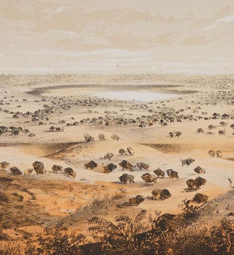 “Herd of Bison near Lake Jessie,” detail of tinted lithograph by John Mix Stanley, in Narrative … for a Route for a Pacific Railroad near the Forty-Seventh and Forty-Ninth Parallels … from St. Paul to Puget Sound, by Isaac I. Stevens, 1855 (publ. 1860) (Linda Hall Library)