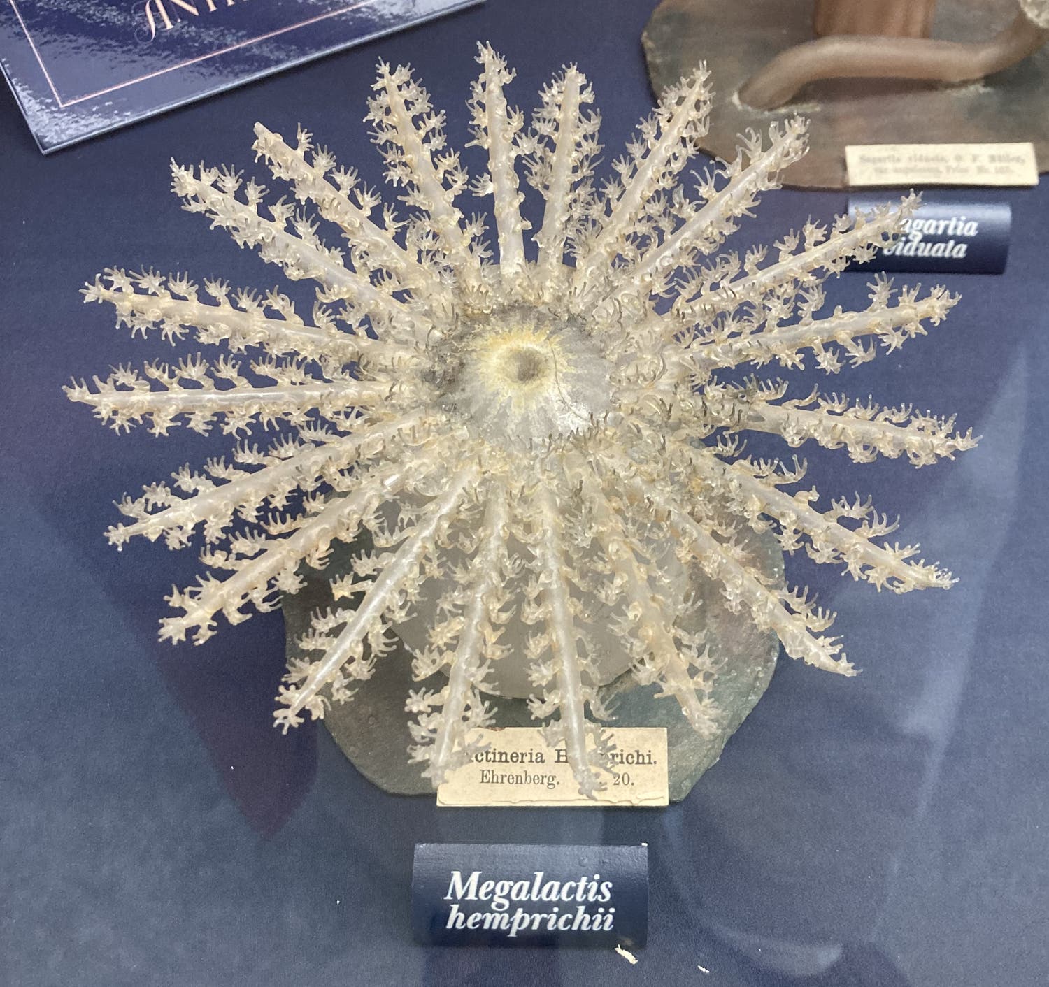 Megalactis hemprichii, a sea anemone, fashioned in glass by Leopold and Rudolf Blaschka, ca 1885, Museum of the Earth, Cornell University (photo by the author)