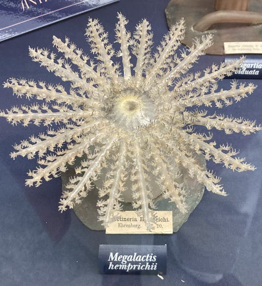 Megalactis hemprichii, a sea anemone, fashioned in glass by Leopold and Rudolf Blaschka, ca 1885, Museum of the Earth, Cornell University (photo by the author)