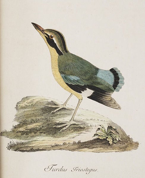 Thrush, hand-colored etching, Anders Sparrman, Museum carlsonianum, 1786-9, Smithsonian Libraries (library.si.edu)