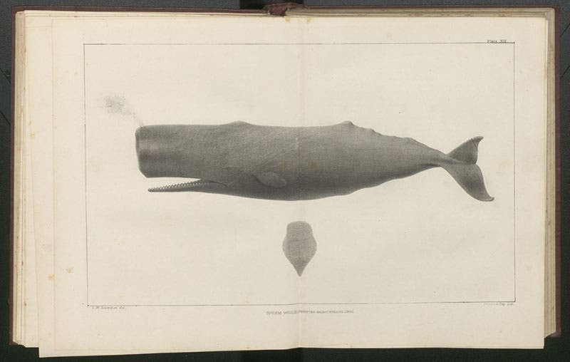 Sperm whale, double-page lithograph from drawing by Charles Scammon, in his Marine Mammals, 1874 (Linda Hall Library)