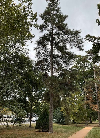 Austrian Pine summer