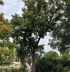 Black Walnut summer