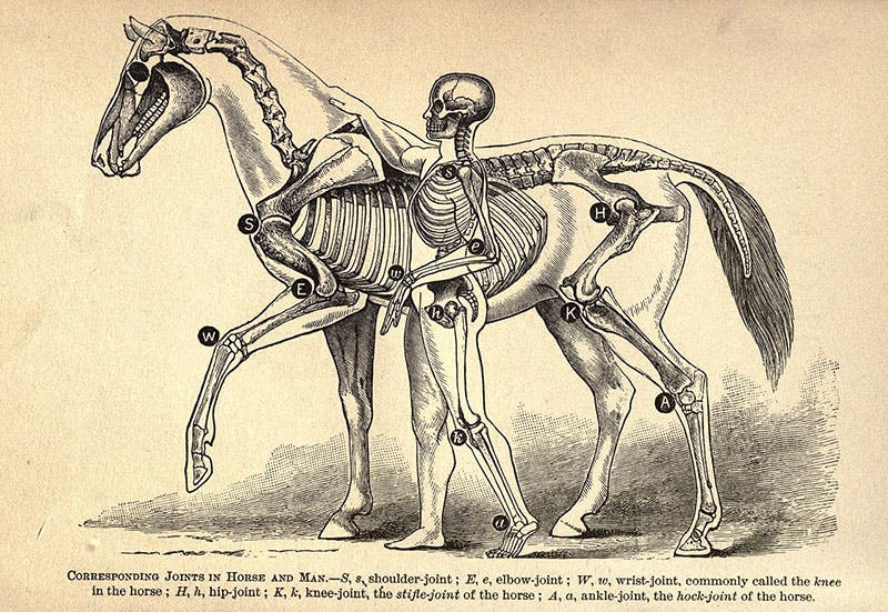 Comparison of the skeletons of a horse and a man, inspired by a museum mount commissioned by William H. Fowler, frontispiece to The Horse: A Study in Natural History, by William H. Fowler, 1890 (Wikimedia commons)