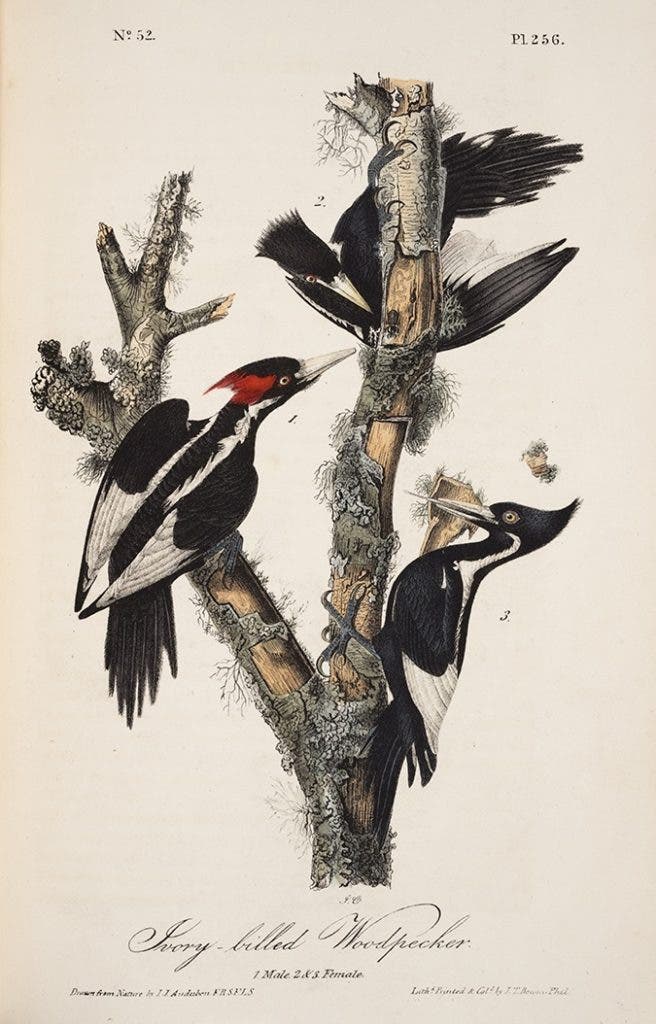 Ivory-billed Woodpecker. Audubon, John James. The Birds of America. New York: J.J. Audubon, 1843. View Source.
