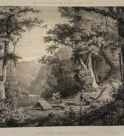 Harvesting Cinchona in the forests of Bolivia, frontispiece engraving, in Hugh A. Weddell, Histoire naturelle des quinquinas, 1849 (collection of Tom Taylor; photo by Tom Taylor)