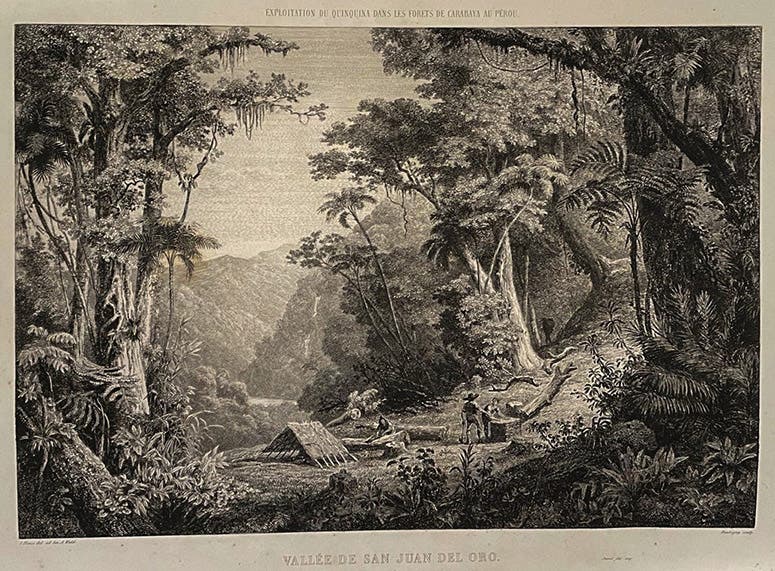 Harvesting Cinchona in the forests of Bolivia, frontispiece engraving, in Hugh A. Weddell, Histoire naturelle des quinquinas, 1849 (collection of Tom Taylor; photo by Tom Taylor)