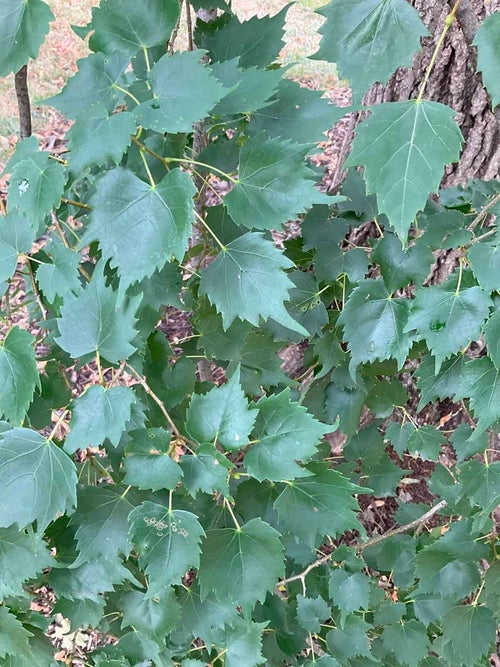 Mongolian Linden leaf