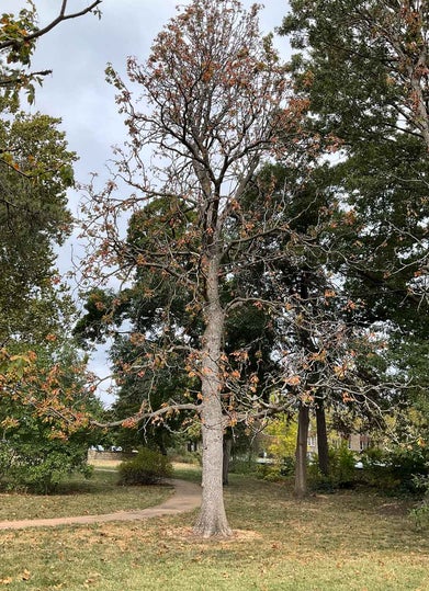 Ohio Buckeye summer