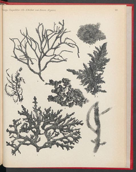 Coralline algae, Anna Weber-van Bosse, Monograph 61, Siboga-expeditie, 1904 (Linda Hall Library)