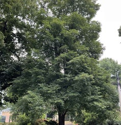 Cutleaf Linden summer