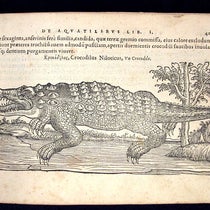 Crocodile, woodcut in De aquatilibus, by Pierre Belon, 1553 (Linda Hall Library)