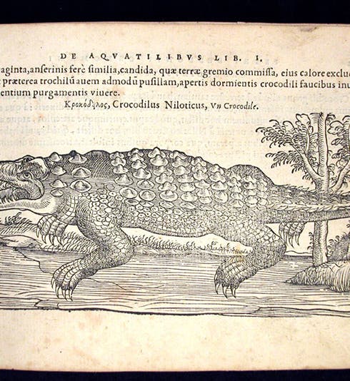 Crocodile, woodcut in De aquatilibus, by Pierre Belon, 1553 (Linda Hall Library)