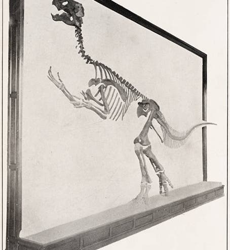 Panel mount of <i>Claosaurus</i>, oblique view (Linda Hall Library)