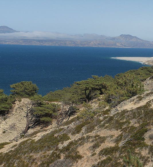 Stand of Torrey pines, Pinus torreyana, Santa Rosa Island, Channel Islands, California (Wikimedia commons)