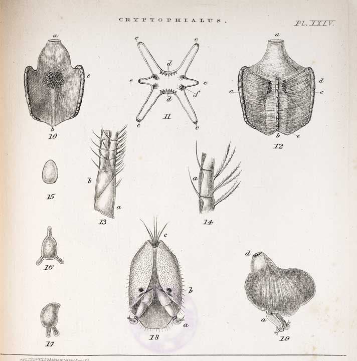 Body parts of female Cryptophialus barnacles, with the male at bottom right, A Monograph of the Sub-class Cirripedia, by Charles Darwin, vol. 2, plate 24, 1854 (Linda Hall Library)