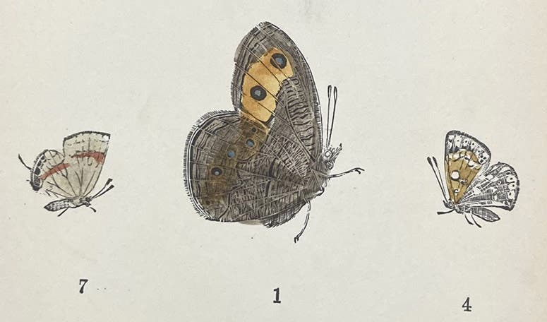 Wood nymph butterfly, hand-colored woodcut by Charles Johnson Maynard, detail of larger plate in his Manual of North American Butterflies, plate IX, 1891 (Linda Hall Library)